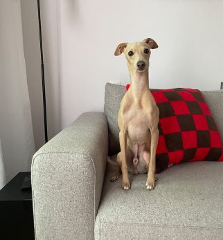Puszysta poduszka w szachownicę Chess Red-Brown Hogai – miękka poduszka żakardowa w kolorze czerwonym i brązowym.