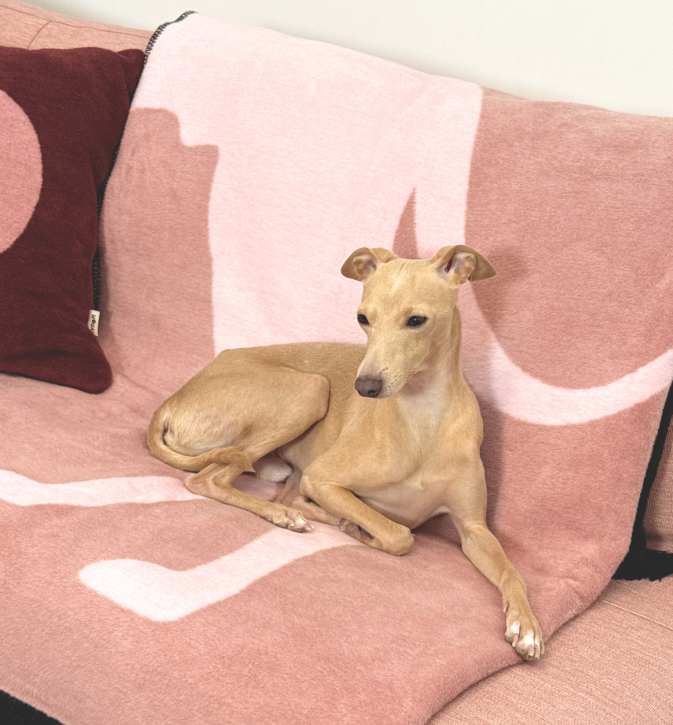 Bawełniany koc Pink Lukier z kolekcji Iggy – designerski pled HOGAI z motywem psa - we wnętrzu